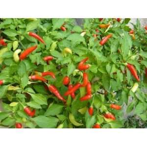  Cajun Hot Pepper Seed Pack Patio, Lawn & Garden