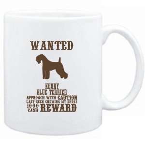   Kerry Blue Terrier   $1000 Cash Reward  Dogs