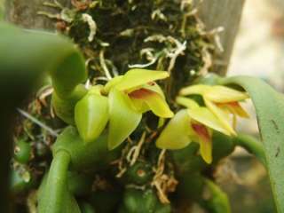 Orchid species seed Trias nasuta  
