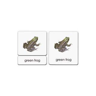  Amphibians 3 Part Reading Cards (9781606291337) Maitri 