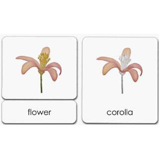    Parts of the Flower Dicot (9781606290941) Maitri Learning Books