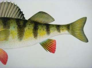  Offset Lithograph Vintage Yellow Barred Perch Fish Print  