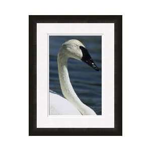 Trumpeter Swan Framed Giclee Print