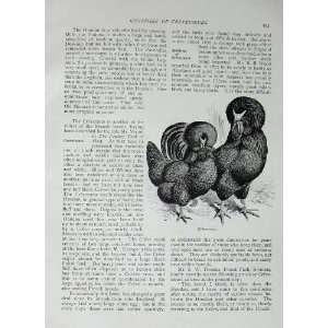  1902 Poultry Crevecoeurs Birds Lewis Wright Print