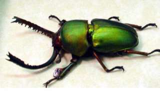 lamprima adolphinae, GREEN, STAG, REAL, BEETLE, DISPLAY,Indonesia