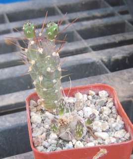 Austrocylindropuntia machacana Rare South Am Cactus 16  