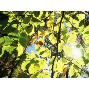  Leaves and Large Seeds, Jasmund National Park, Island of 