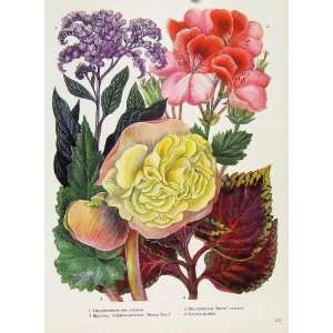  Heliotropium Coleus Plant Old Print Flower Color C1964 
