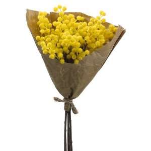  12 Santolina Florist Bundle x5 Yellow (Pack of 12)