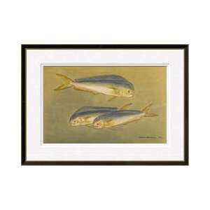  Trio Of Mariners Dolphin Fish Framed Giclee Print