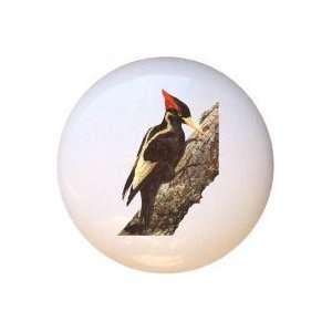  Birds Extinct Ivory billed Woodpecker Drawer Pull Knob 