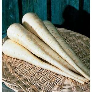  Davids White Hybrid Parsnip Javeline (Pastinaca sativa 