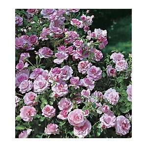    Fragrant Lavender Simplicity Hedge Rose Patio, Lawn & Garden