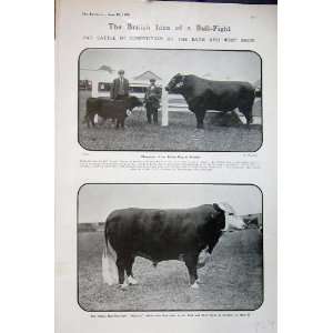  1906 Cattle Competition Bath Show Swindon Bull Admiral 
