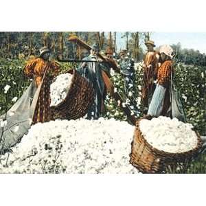 Weighing the Cotton Wool   12x18 Framed Print in Gold Frame (17x23 