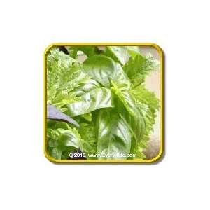  Clove Scented Basil   Herb Seeds   Jumbo Seed Packet 