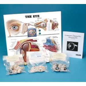 Comparative Mammalian Eye Dissection Kit  Industrial 