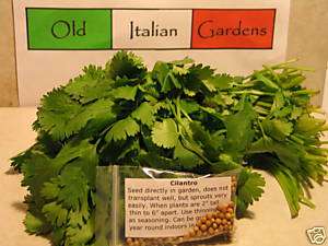 500 Cilantro Herb Seeds for Latin and Asian Cooking  