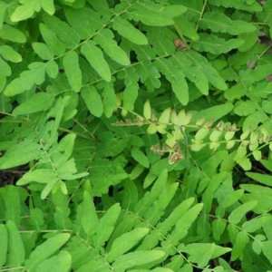  Osmunda regalis 3 1/2 inch Pots