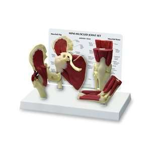  Mini Muscled Joint Set 