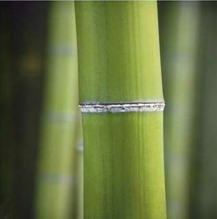 Deluca Bamboo I Bambus grün Deco Glas Bild 30x30 Float Glas 