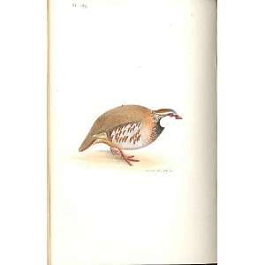  Red Legged Partridge Meyer H/C Birds 1842 50