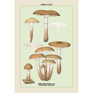  Vintage Art Edible Fungi Honey Colored Armillaria   04909 