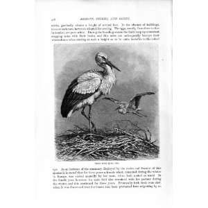 NATURAL HISTORY 1895 WHITE STORK BIRDS OLD PRINT 