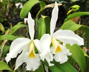 Lc. Callistoglossa Alba Taylor Hybrid Orchid Plant  