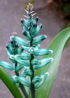 Lachenalia viridiflora   Turquoise Hyacinth   10 seeds  