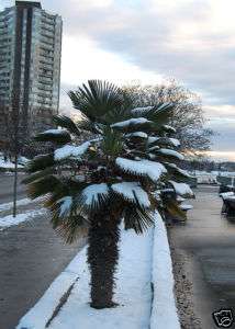 Jungpflanzen Washingtonia Palme winterhart  