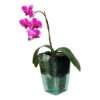 Schumm 1101531541 Selbstbewässerungstopf Orchidea mit Einsatz und 