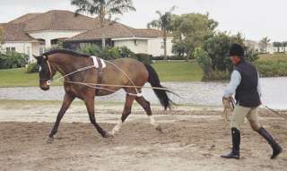   * Trainingssystem * RÜCKENENTSPANNUNG Training Aid PESSOA Pony&WB