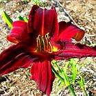 AMERICAN REVOLUTION RED DAYLILY  DF   LIVE PLANTS   PER