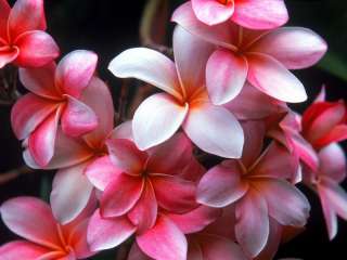   10 Graines FRANGIPANIER BLANC ARBUSTRE (Plumeria)