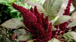 50 SEMI Amaranthus Pygmy Torch (A. hypochondriacus)  