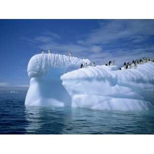 Adelie Penguins on Icebergs, Antarctica, Polar Regions Stretched 