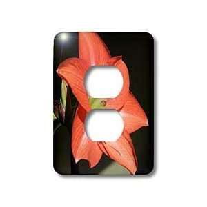 Taiche Photography   Flowers Amaryllis   Light Switch Covers   2 plug 