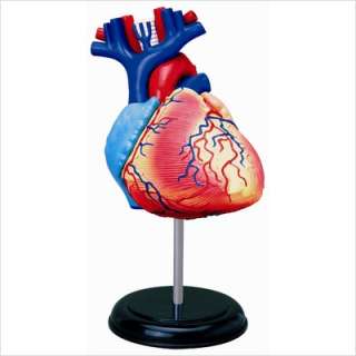   Vision 4D Vision Human Heart Anatomy Model 26052 4893409260528  