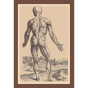 Vintage Art Ninth Plate of the Muscles   11877 6