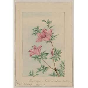   an azalea bush, with two pink blossoms and leaves 1870