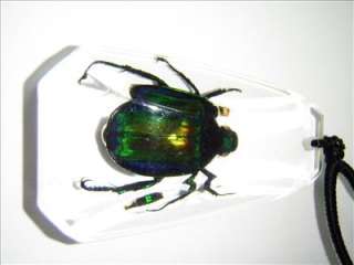Real Colorful Scarab Beetle – Mimela splendens (metallic shining 