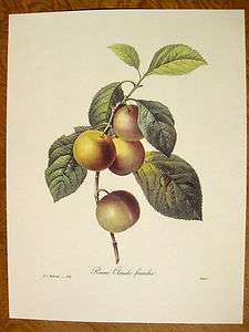 Pierre Joseph Redoute Botanical Prints #116 greengage  
