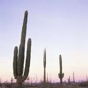 Cactus Plants after Sunset, Baja, Mexico, North America Premium 