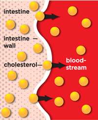 TriVita Cholestria   Naturally Reduce Cholesterol  