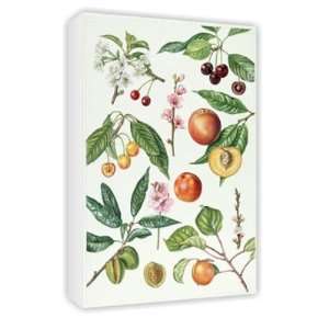 Cherries and other fruit bearing trees (w/c)   Canvas 
