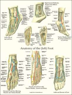   clinic physical therapists and doctors laminated for long life