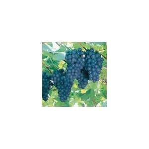 Grape Concord Plant