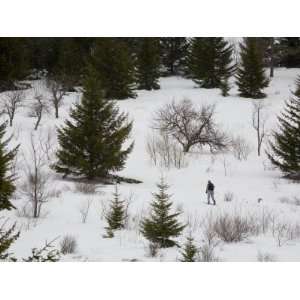 Nordic Skier on Cross Country Skis in the Wilderness of West Virginia 