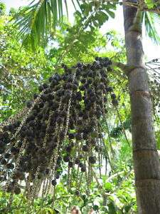 Acai Palm Fresh Euterpe Oleracea Seeds  